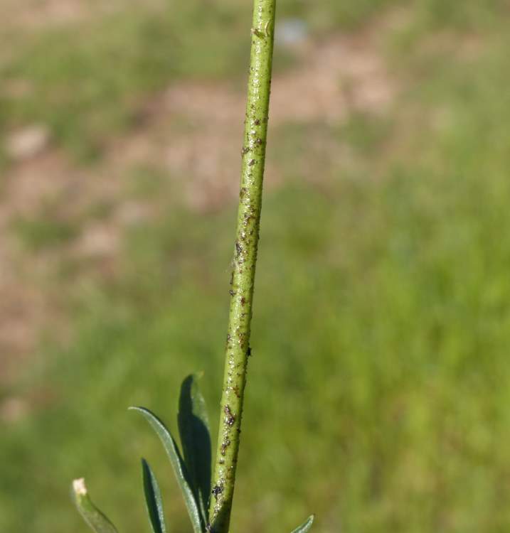 Silene otites subsp. pseudotites (Rchb.) Graebn. & P. Graebn.