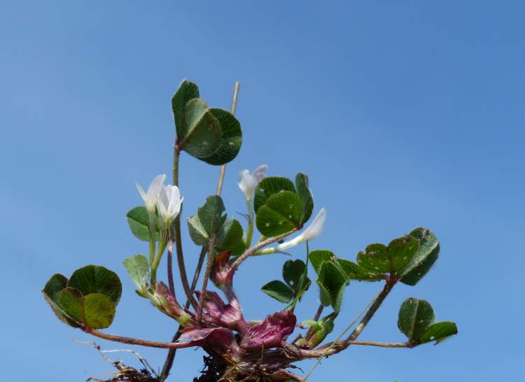 Trifolium subterraneum L.