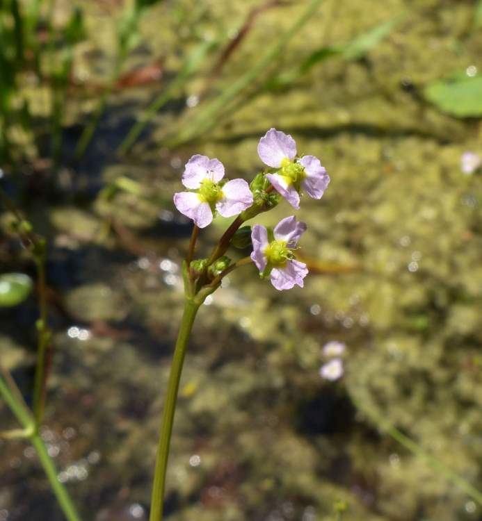 Alisma plantago-aquatica L.