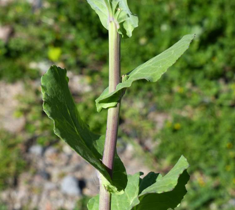 Brassica napus L.