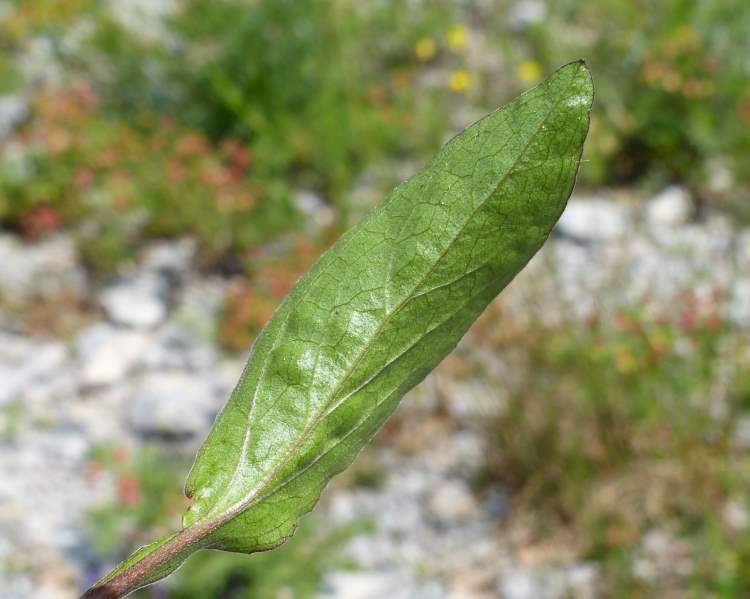 Buphthalmum salicifolium L. subsp. salicifolium