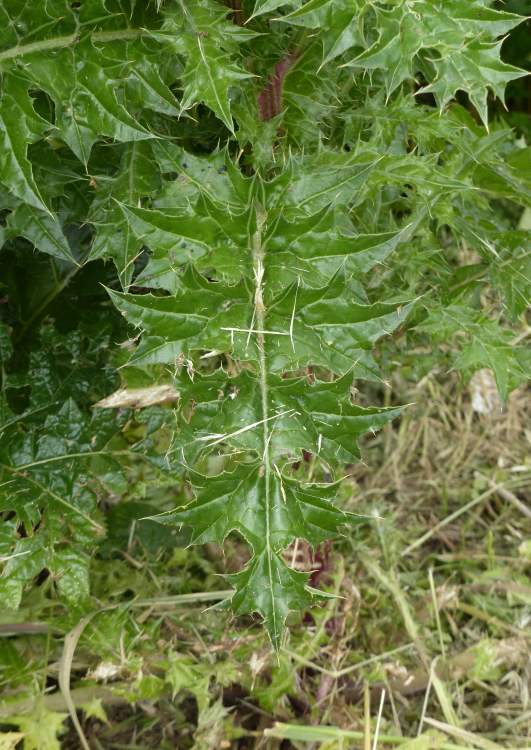 Carduus cephalanthus Viv.