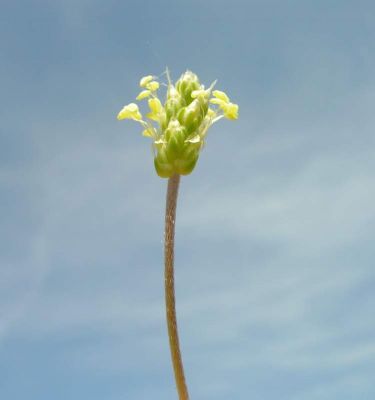 Plantago subulata L. subsp. subulata 