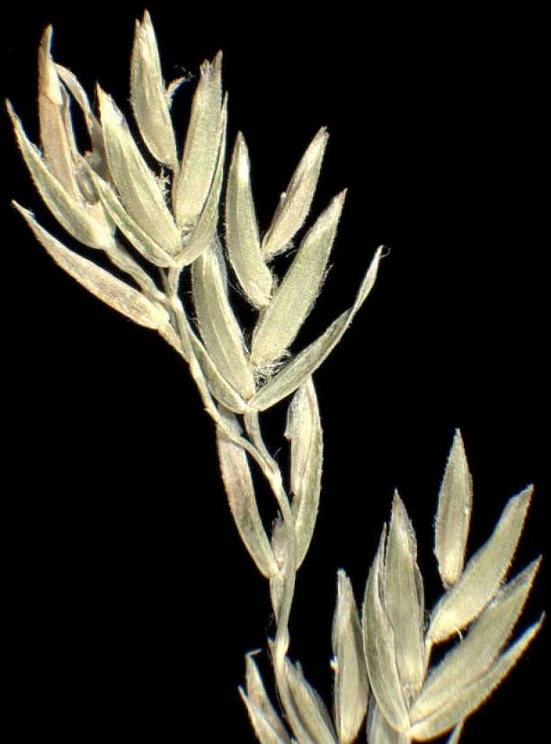 Poa angustifolia L.