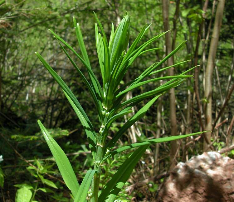 Polygonatum verticillatum (L.) All.
