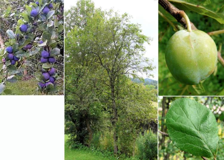 Prunus domestica subsp. insititia (L.) Bonnier & Layens