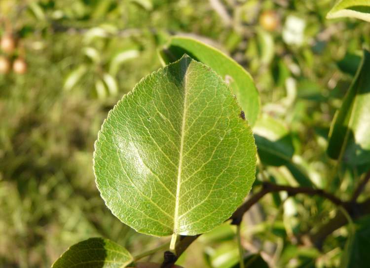 Pyrus cordata,
Plymouth Pear Pyrus cordata,
Plymouth Pear