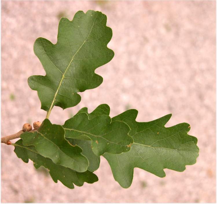 Quercus pubescens subsp. pubescens