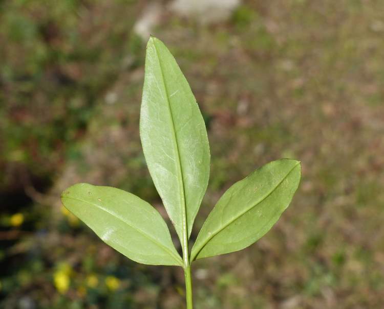 Jasminum nudiflorum Lindl.