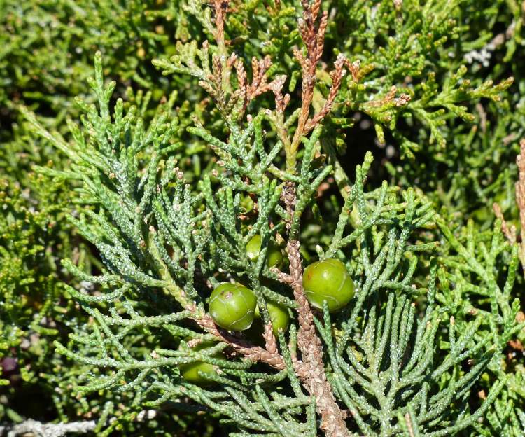 Juniperus phoenicea L.