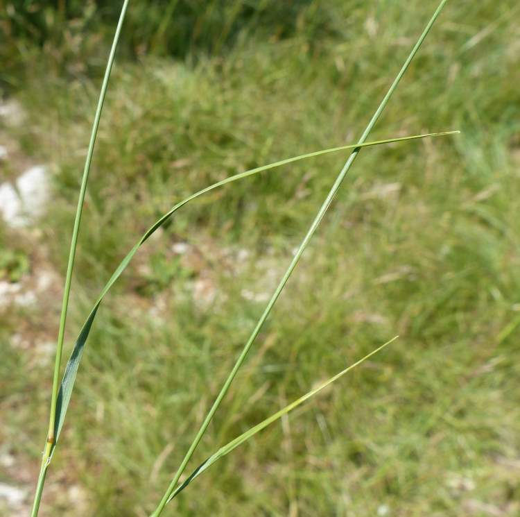 Melica ciliata L. subsp. ciliata