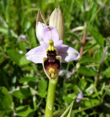 Ophrys tenthredinifera Willd.