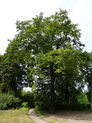 Quercus robur L. subsp. robur 