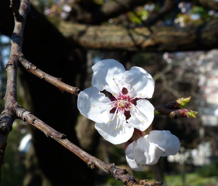 Prunus armeniaca L.