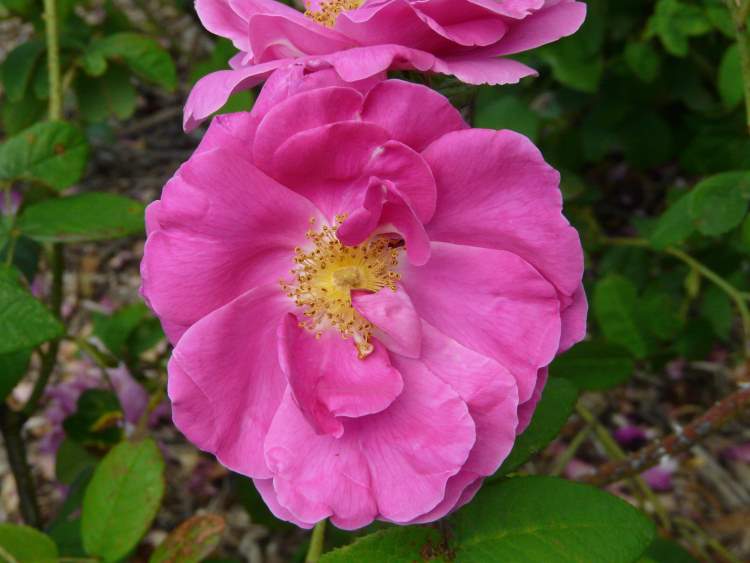 Rosa gallica L.