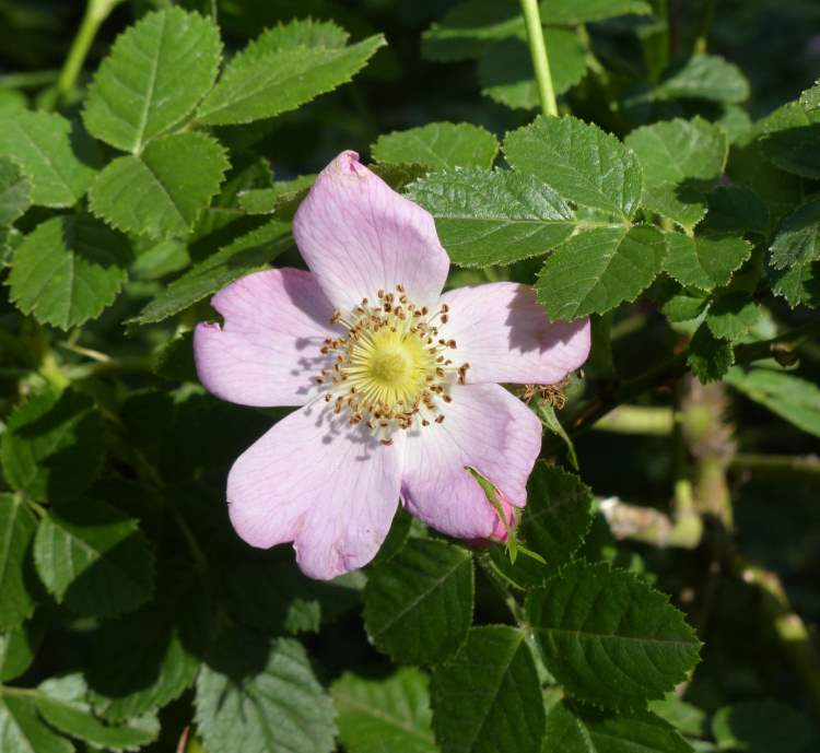 Rosa rubiginosa L.