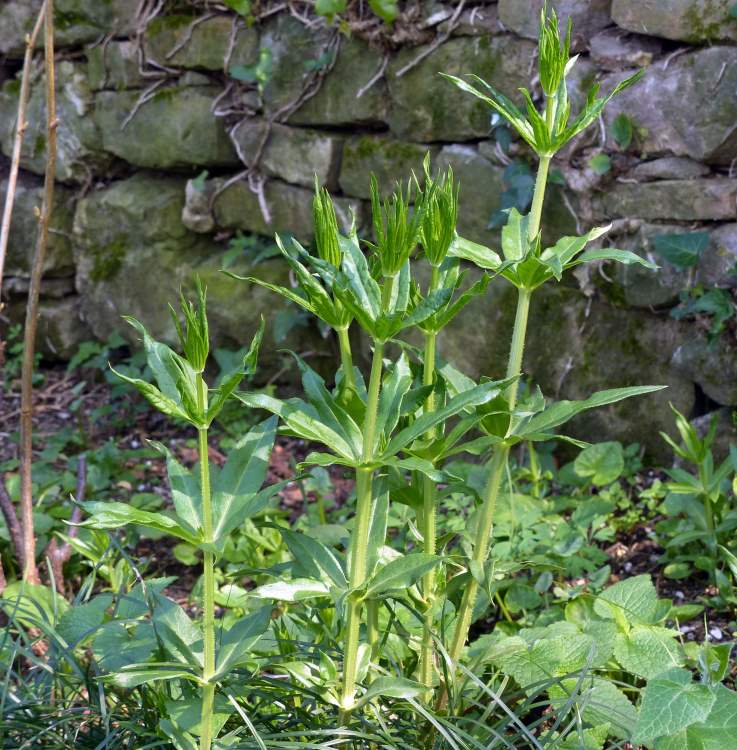 Rubia tinctorum L.