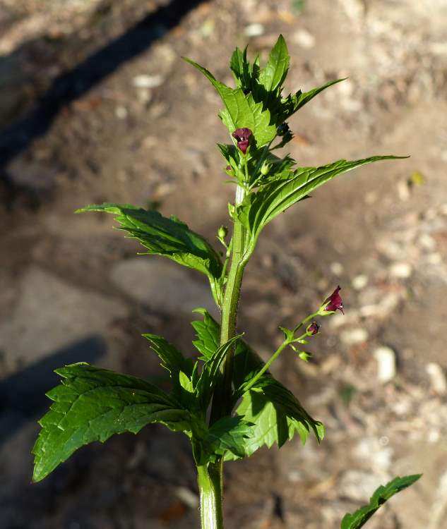 Scrophularia peregrina L.