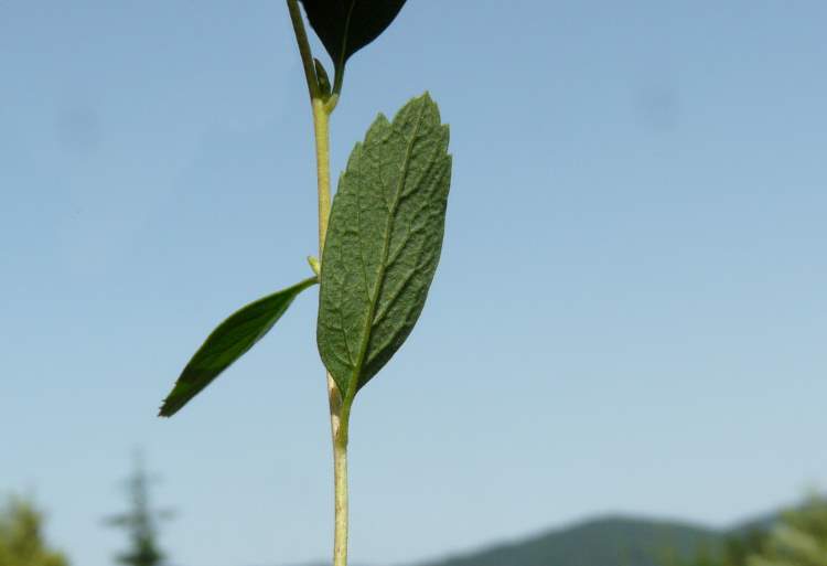 Spiraea decumbens subsp. tomentosa (Poech) DostÃ¡l
