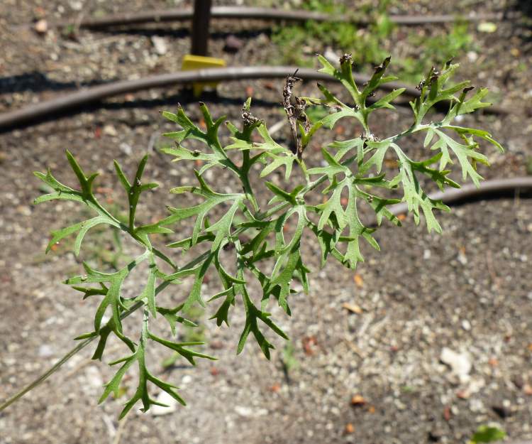 Tanacetum cinerariifolium (Trevir.) Sch. Bip.