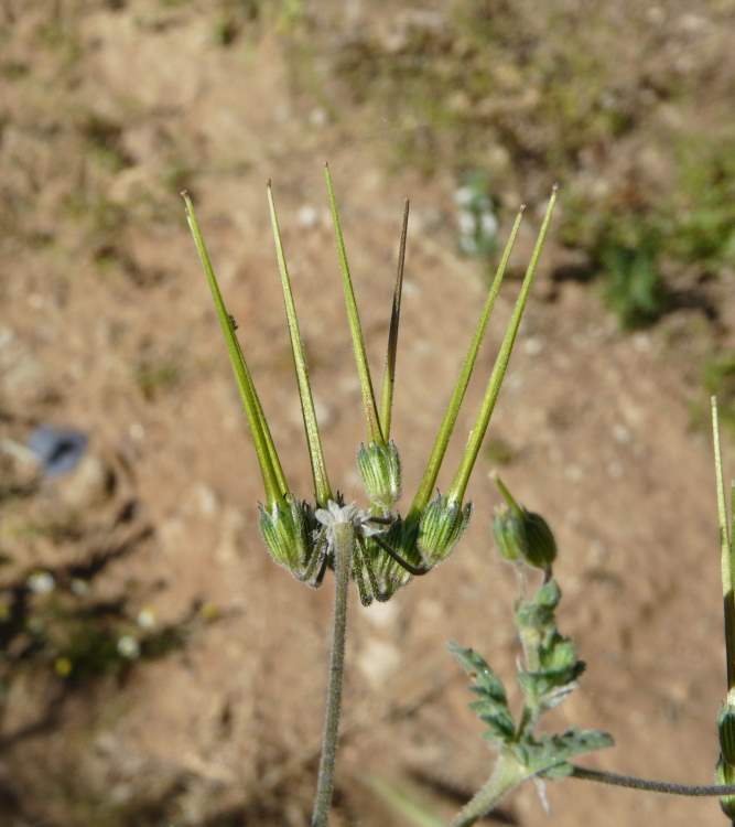 Erodium chium (L.) Willd.