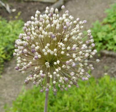 Allium ampeloprasum