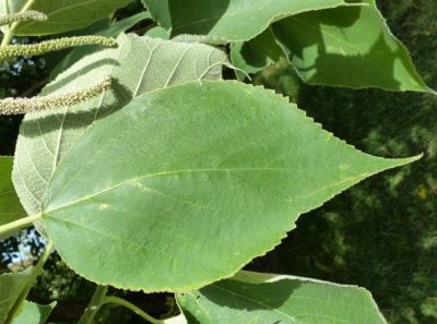 Broussonetia papyrifera Broussonetia papyrifera