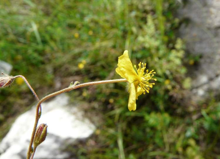 Helianthemum oelandicum (L.) Dum. Cours. subsp. incanum (Willk.) G.LÃ³pez