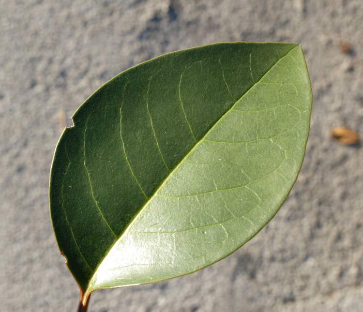 Ligustrum japonicum Thunb.