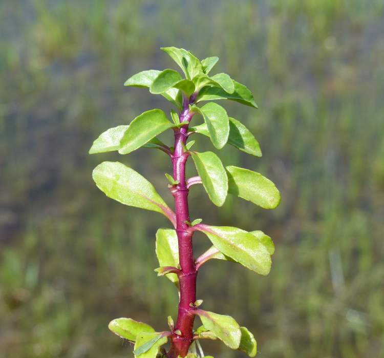 Mentha pulegium L. subsp. pulegium