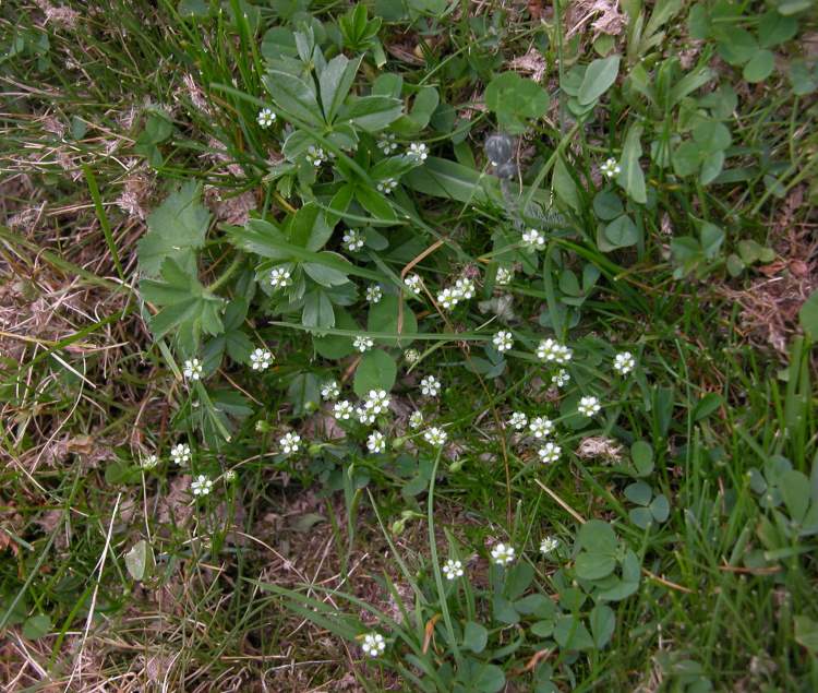 Sabulina austriaca (Jacq.) Rchb.