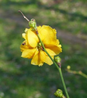 Kerria japonica - 