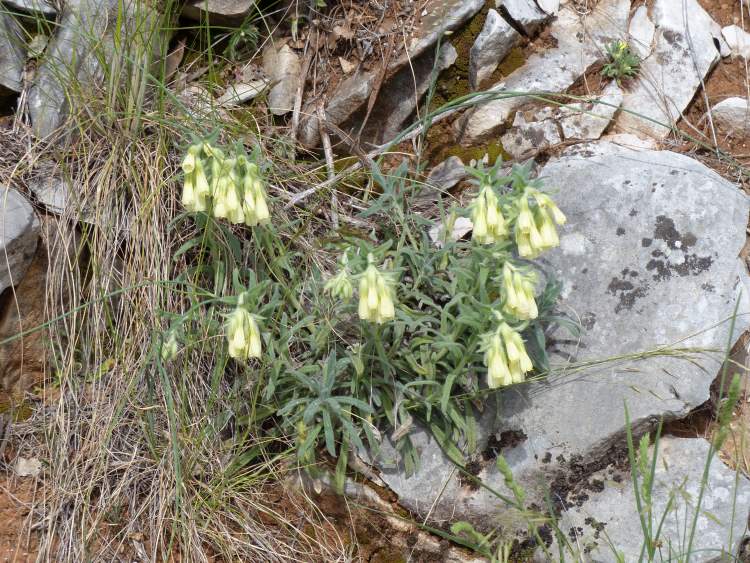 Onosma echioides subsp. dalmatica (Scheele) Peruzzi & N. G. Passal.