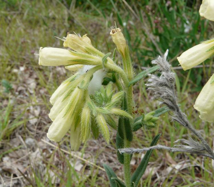 Onosma echioides subsp. dalmatica (Scheele) Peruzzi & N. G. Passal.