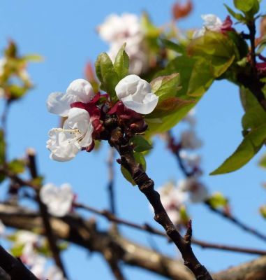 Prunus armeniaca