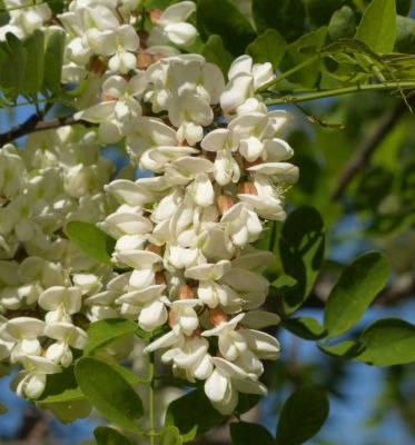 Robinia pseudoacacia