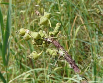 Sonchus asper subsp. glaucescens