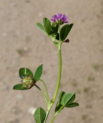Trifolium resupinatum - 