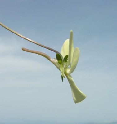 Viola corsica Nyman subsp. ilvensis (W. Becker) Merxm. 