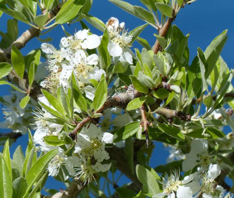 Pyrus spinosa Forssk.
