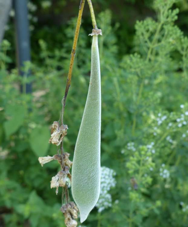 Wisteria floribunda (Willd.) DC.