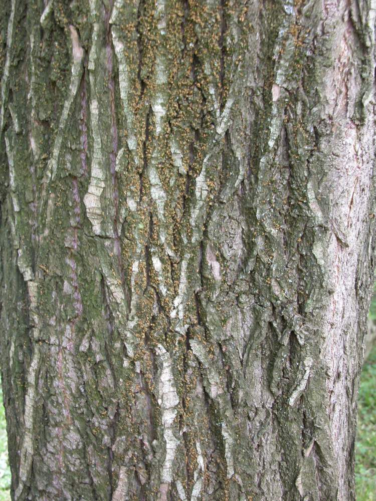 Salix babylonica L.