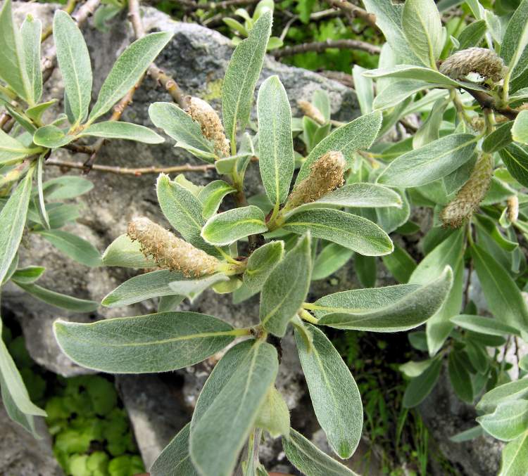 Salix glaucosericea Flod.