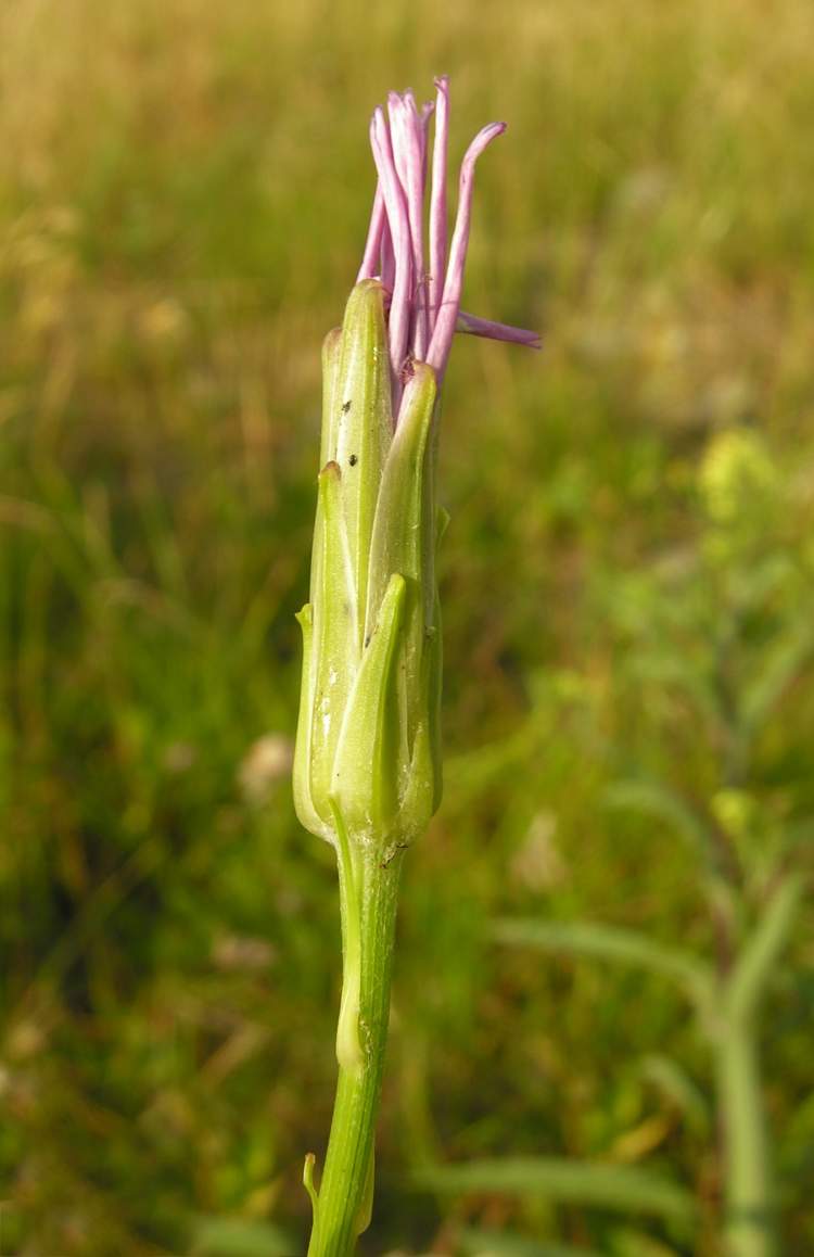 Scorzonera purpurea L. subsp. purpurea