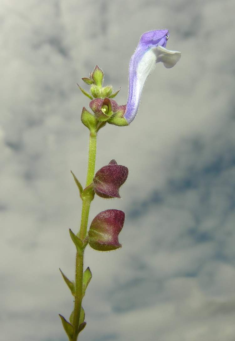 Scutellaria altissima L.