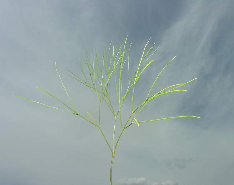 Seseli gracile Seseli gracile
