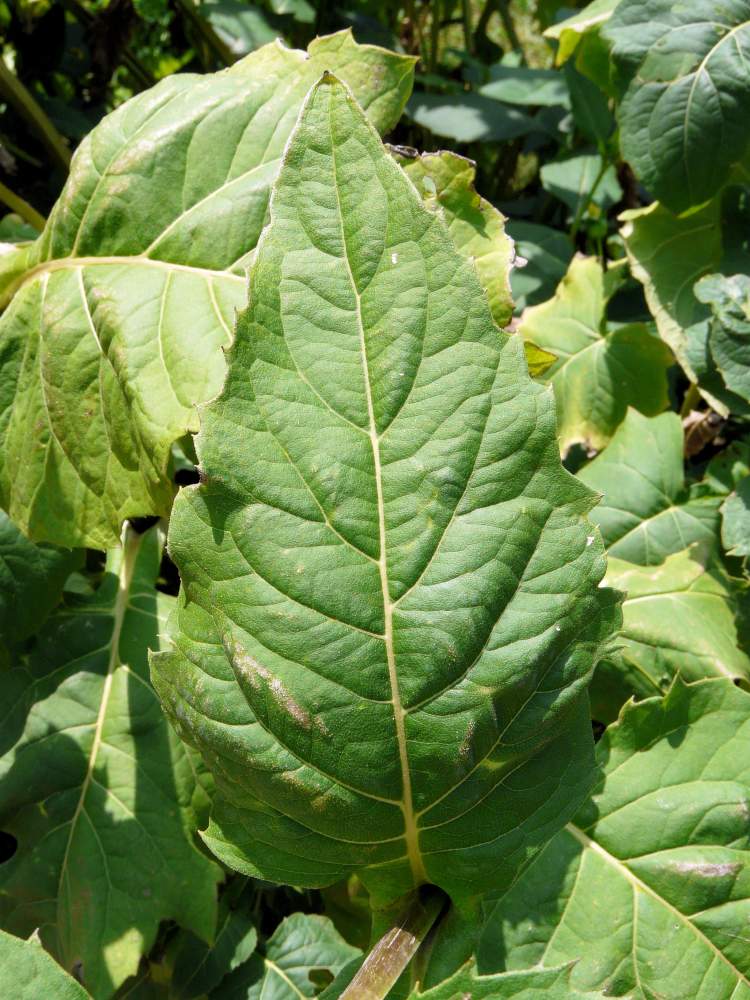 Silphium perfoliatum L.