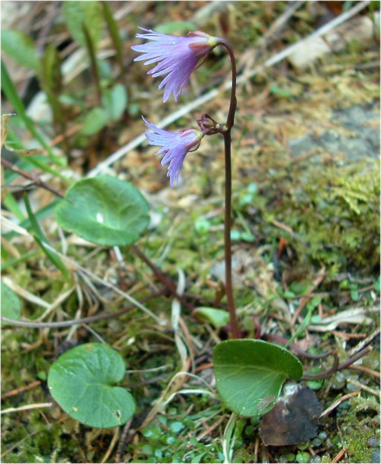 Soldanella alpina L. subsp. alpina