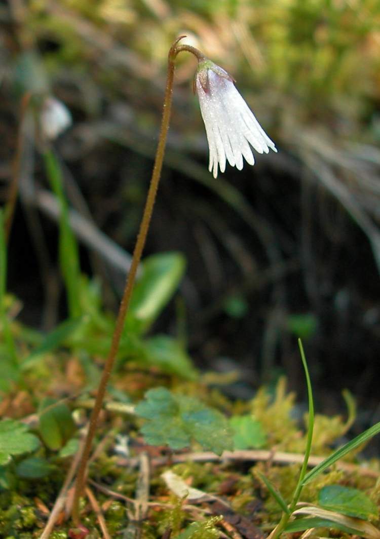 Soldanella minima Hoppe subsp. minima