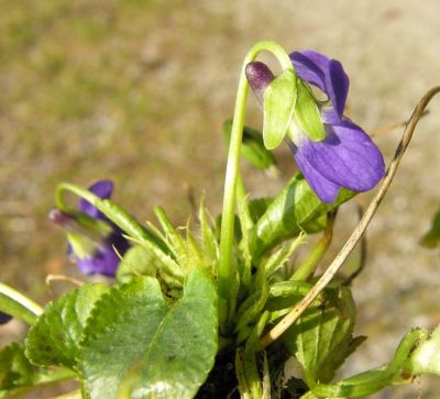 Viola adriatica - a